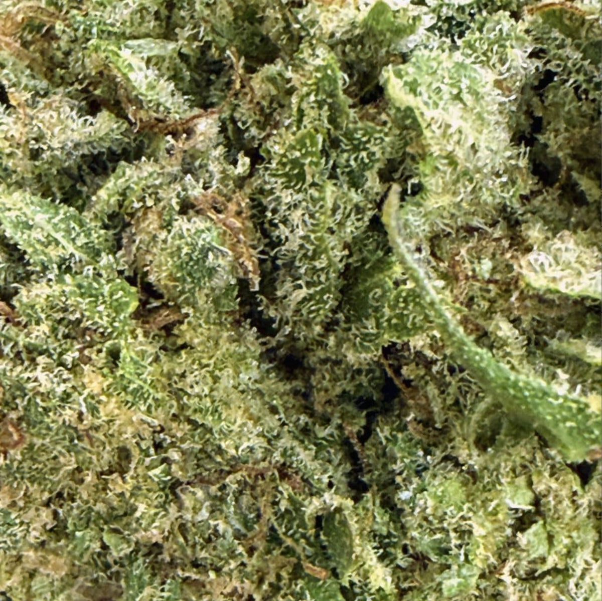 Bubble Gum – 14% – Indoor Cali