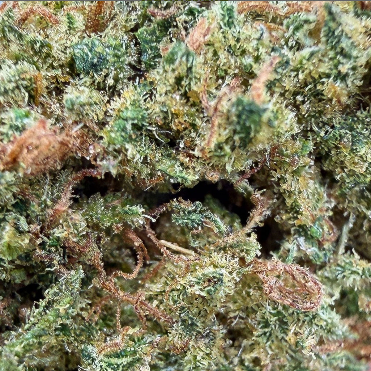 Blueberry Diesel – 11% – Green-House France