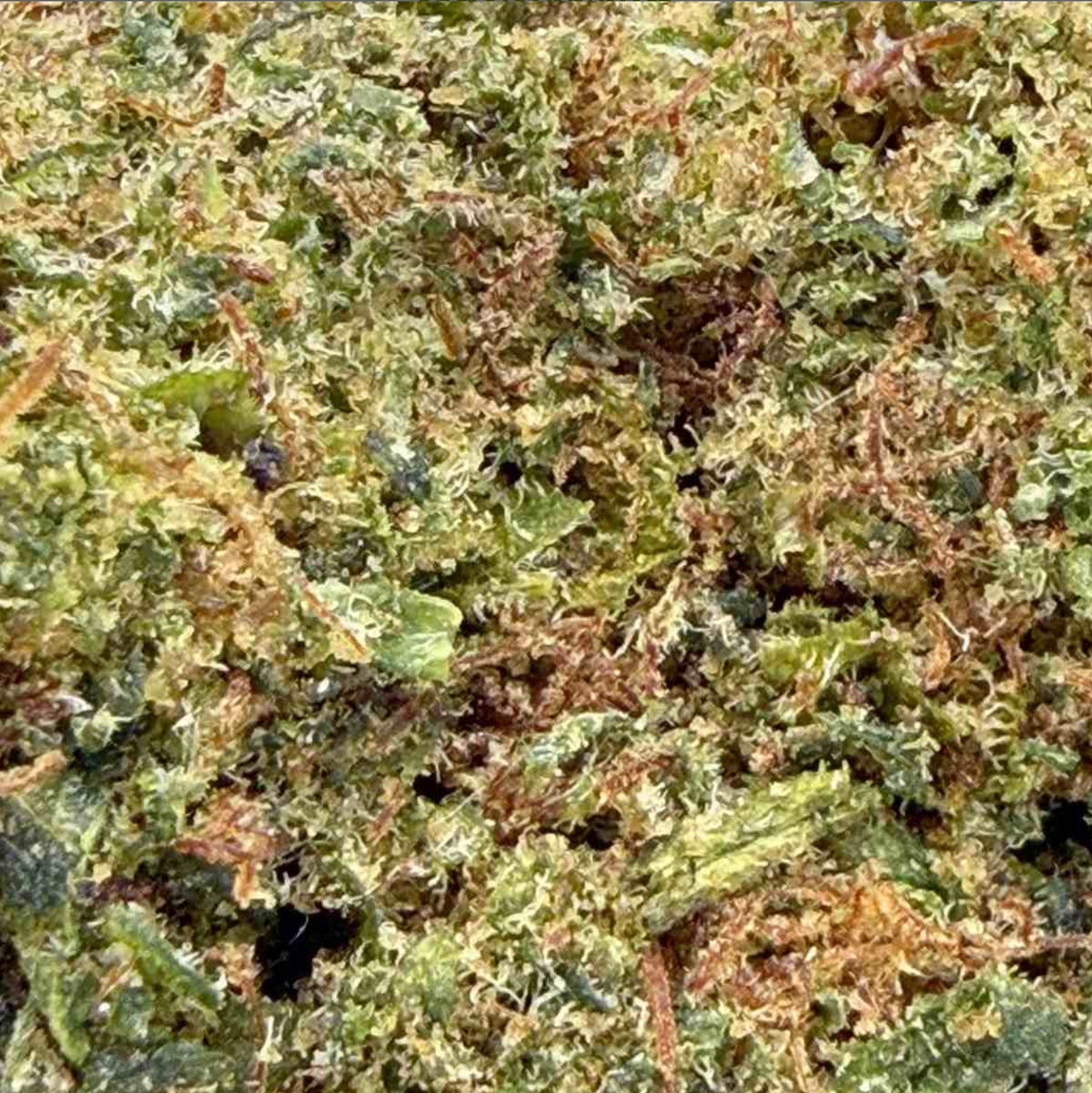 White OG THCX 60% – Glass-House Cali
