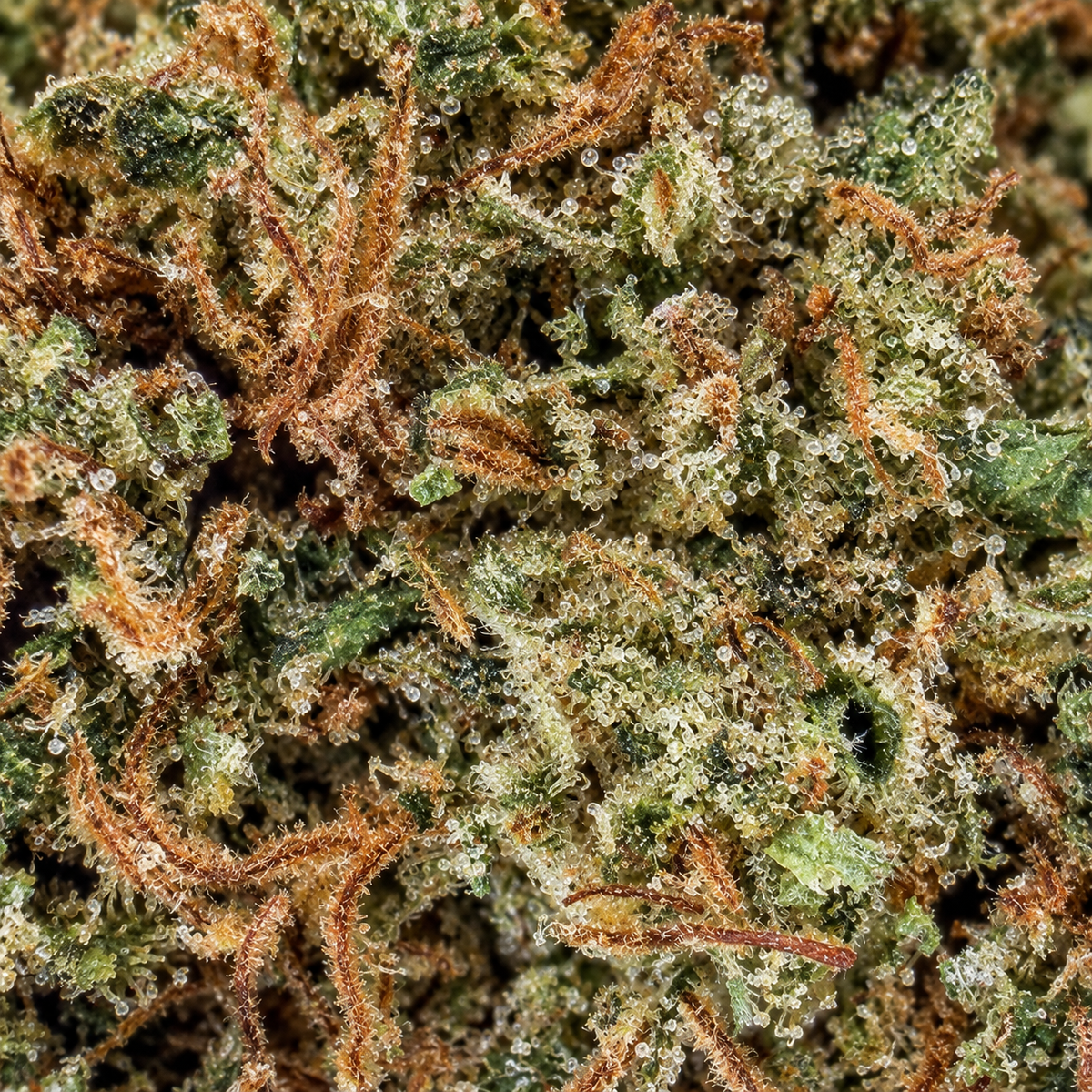 Zkittlez OG – 15% – Glass-House Cali