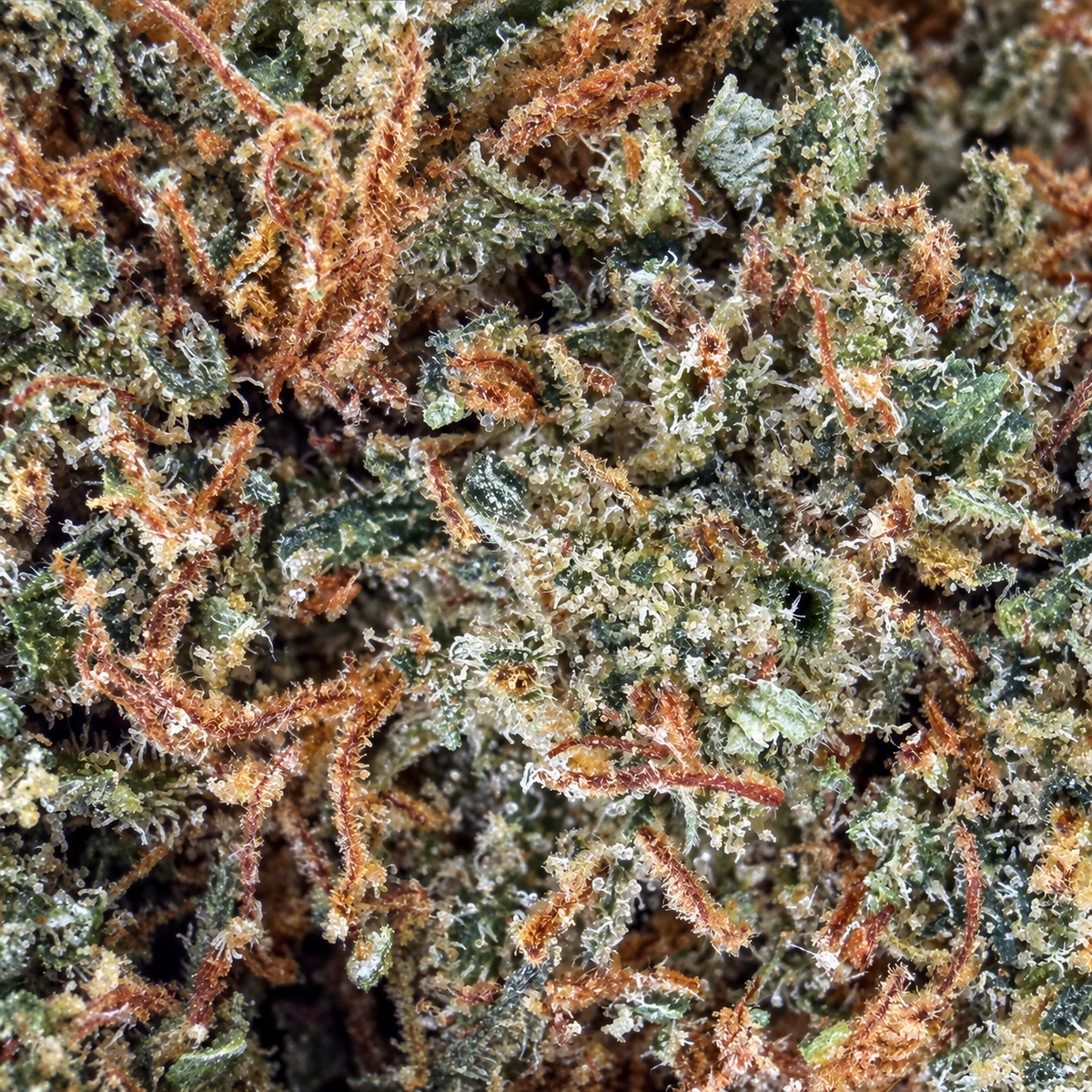 Sour Diesel  – 15% – Indoor Cali