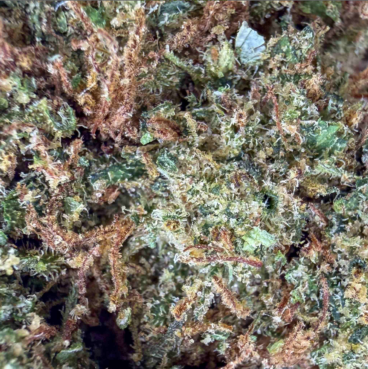 White OG  – 15% – Glass-House Cali